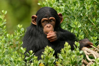 Cute Baby Monkeys Wallpaper.