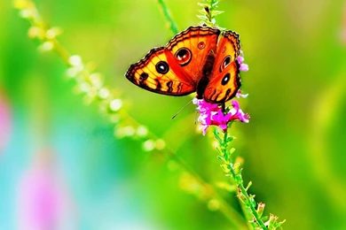 03+Butterfly_on_Flower_Wallpaper_HD+(cute pictures.blogspot.com).jpg