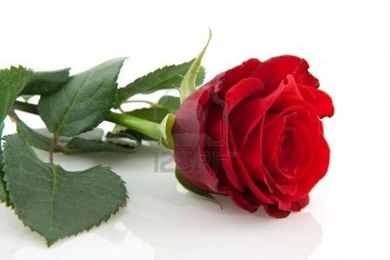 20 Beautiful Single Red Rose Wallpapers