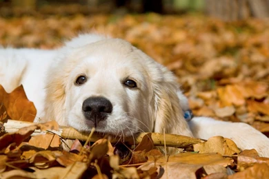 iPhone 4 4S Wallpapers Page 511: Mir Dressage Equus Horse Free ...