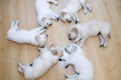 Cutest Wallpapers Ever Wallpapers Cave