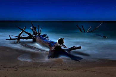 Beached Driftwood On A Starry Night >> HD Wallpaper, Get It Now!