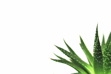 Nature Minimalistic Plants Macro Simple White Backgrounds ...