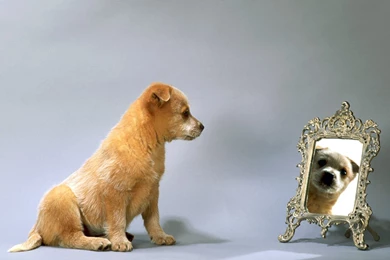 Funny Dogs Reflect Wallpapers Free Download