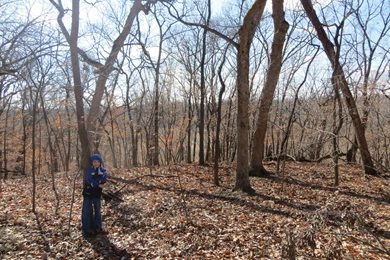 Pigs Flying Over Line Creek The Line Creek Loudmouth
