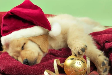 Christmas Puppies Wallpapers Wallpapers Cave