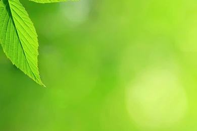 Leaf Full HD Wallpapers 10882 Amazing Wallpaperz