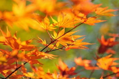 Fall Leaves Full HD Pics Wallpapers 3968 Amazing Wallpaperz