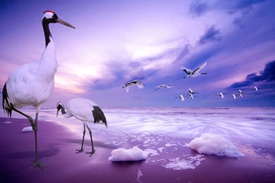 Hd New Wallpapers Wallpapers HD Fine