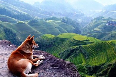 Beautiful Landscape Wallpapers Green Landscape Photos Of Download ...