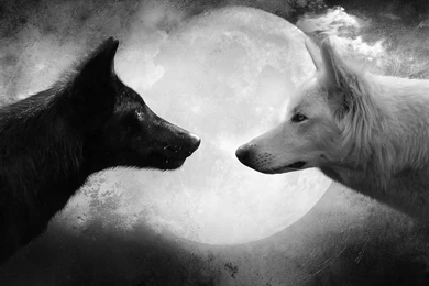 Wolf Black And White Wallpapers Free Backgrounds