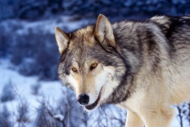 GRAY WOLF WALLPAPER (