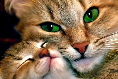 Cats Hd Wallpapers Page 0