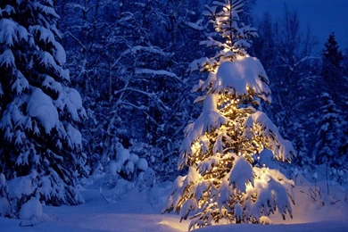 Pic > Christmas Tree Snow Photography