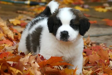 St Bernard Wallpapers Wallpapers Cave