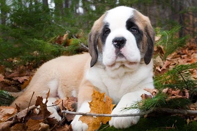 St Bernard Wallpapers Wallpapers Cave