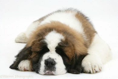 Saint Bernard Free Wallpapers