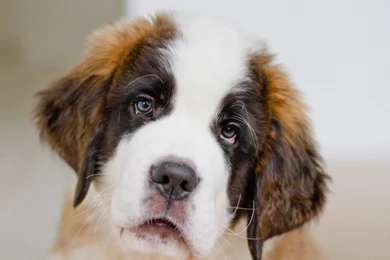 Sad Puppy Saint Bernard Wallpapers And Images Wallpapers ...