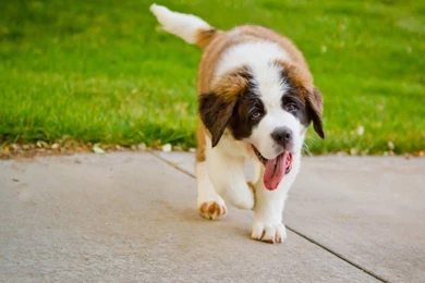 Cute Saint Bernard Puppy HD Wallpaper.jpg