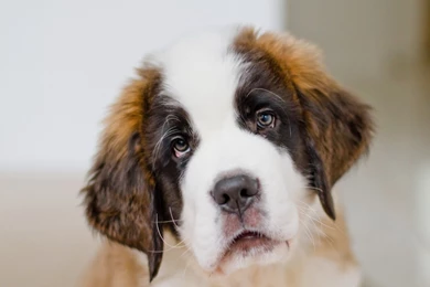 Saint Bernard Images Wallpapers