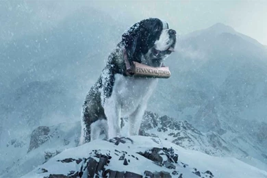 Winter Snow Saint Bernard Dog Wallpapers HD