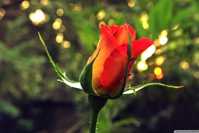 Yellow Rose 5 Wallpapers 1920×1080