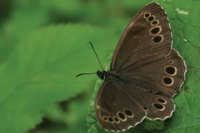 Nature Conservation 39 Desktop Wallpapers Hivewallpaper.com