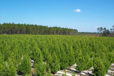 Nature Conservation 36 Desktop Backgrounds Hivewallpaper.com