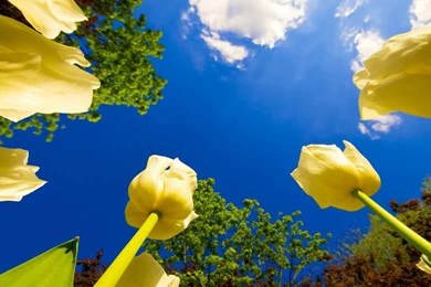 Latest Yellow Budsto Bluesky Desktop Backgrounds Wallpapers Ajd 192