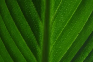 Leave Wallpapers Macro By SexyKOT69 On DeviantArt