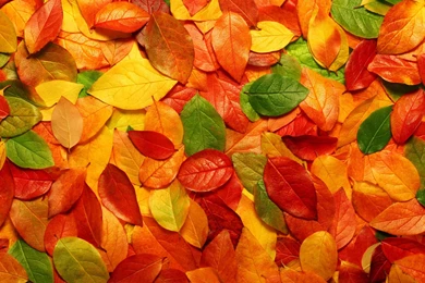 Fall Leaves Wallpapers