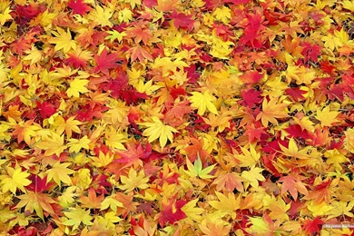Fall Leaves Wallpapers Wallpapers Cave