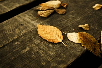Download Fall Leaves Backgrounds HD 6022 1920x1080 Px High ...