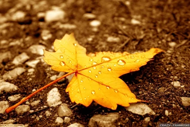 Fall Leaf Water Wallpapers