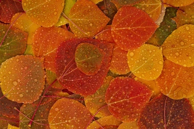Fall Leaves Desktop Wallpapers Wallpapers Cave