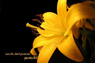 Free Download Love Wallpapers For PC HD Wallpapers Lovely