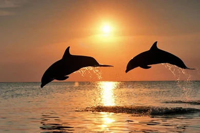 Really Depressed Guys Can You Cheer Me Up With Some