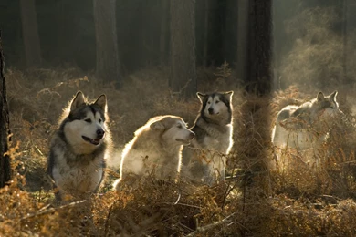 Alaskan Malamutes In The Forest Wallpapers And Images Wallpapers ...