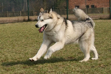 Alaskan Malamute Playing Photo And Wallpaper. Beautiful Alaskan ...
