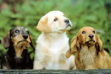 River Wallpapers HD (245)