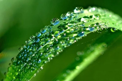 Windows Vista Plants & Leaves Wallpaper20 Wallcoo.net