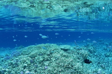 Desktop backgrounds fish wallpaper.jpg