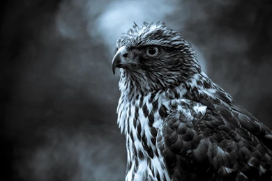 Amazing hawk full screen high definition wallpaper.jpeg