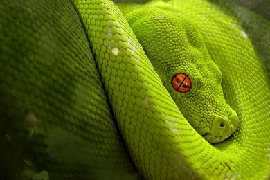 High Definition Snake Wallpapers For Free Download