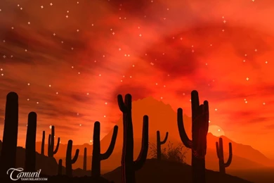 800X600 Desktop Wallpapers Image Download: Sonoran Desert