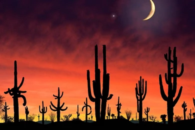 This Is The Brain On Books The Saguaro