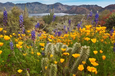Arizona Desert In Bloom Bing Images