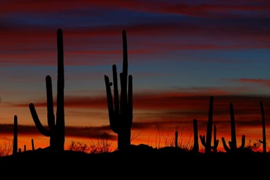 Panoramio Photo Of Sonoran Desert Sunset