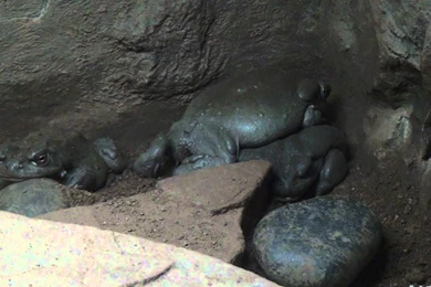 Sonora Desert Toad YouTube