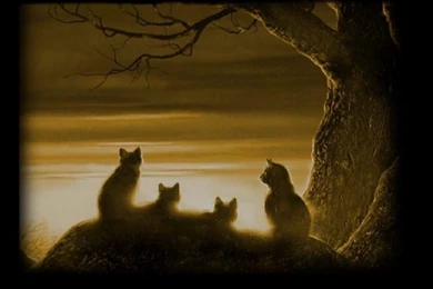 Warrior Cats Backgrounds Wallpapers Cave